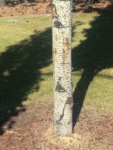 sawdust on bottom on the tree of swedish aspen 
