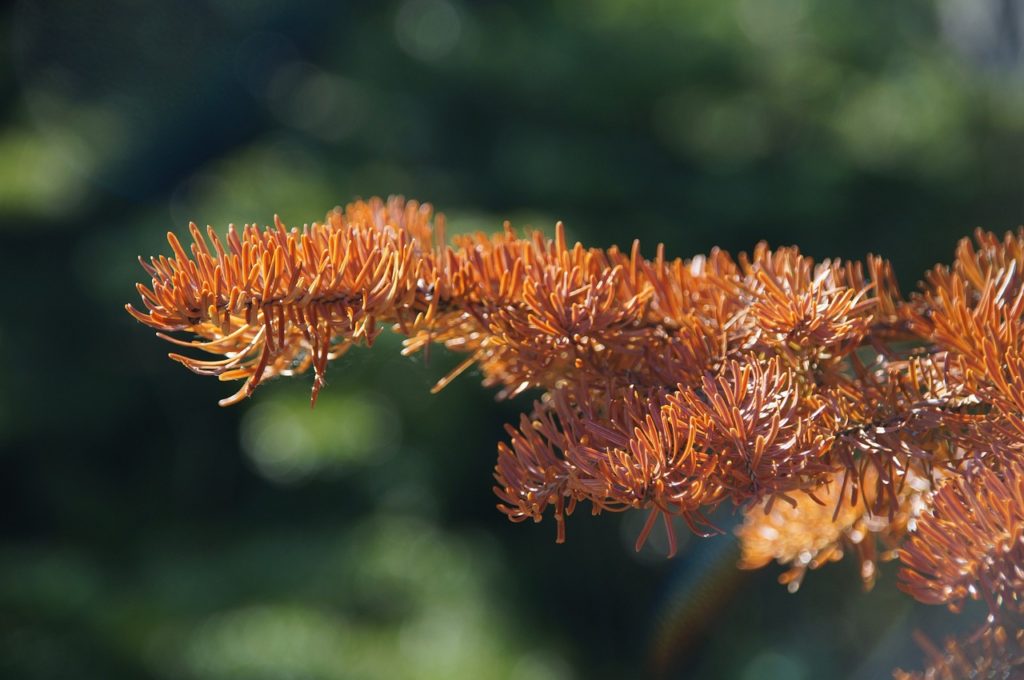 brown needles on spruce branch