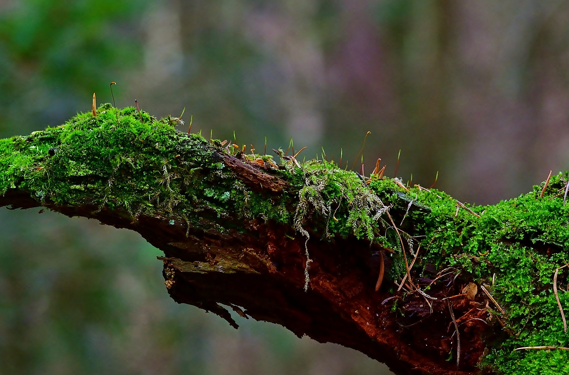 moss growing on tree root