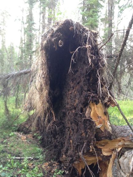 root uprooted