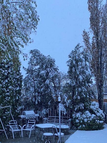 snow, trees bending