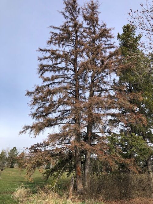 Dead spruce tree