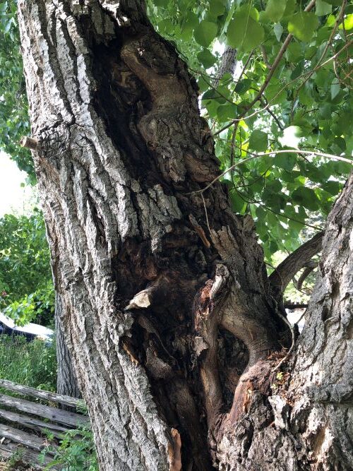Bark peel off due to wetwood