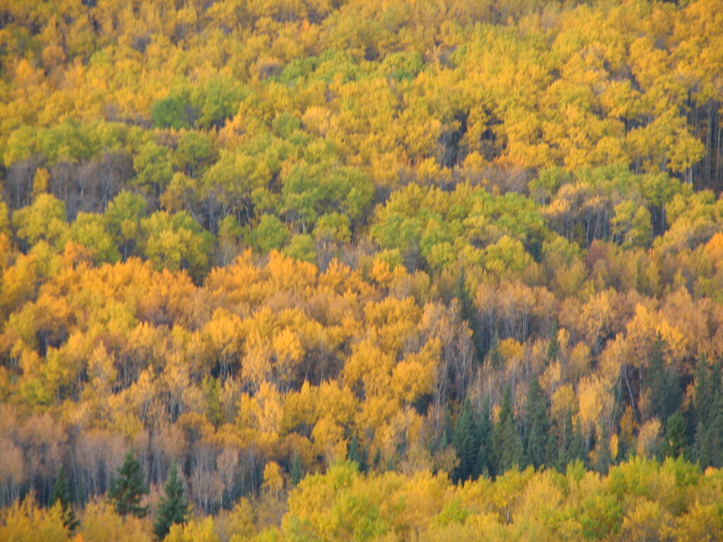 Aspen clones