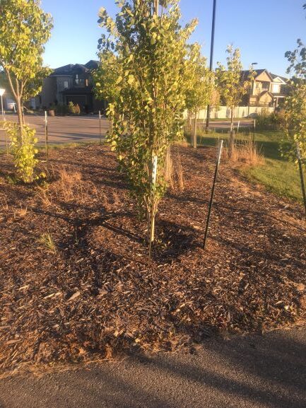 Wood mulch