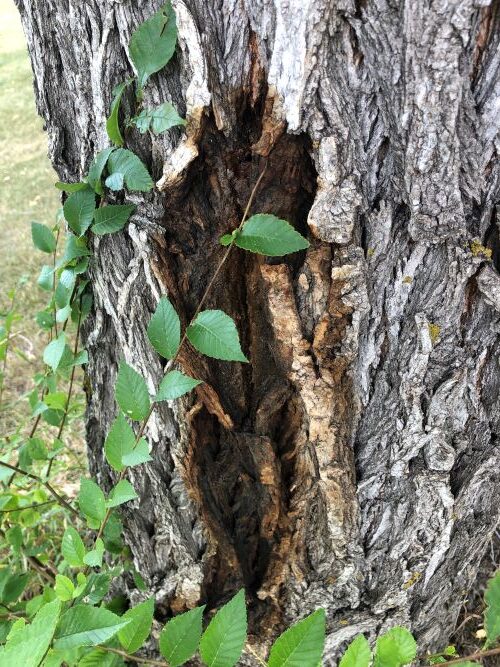 Wetwood on elm