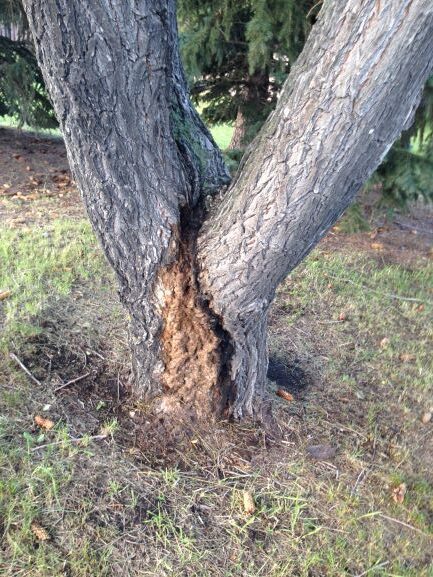 Wetwood on hybrid poplar 