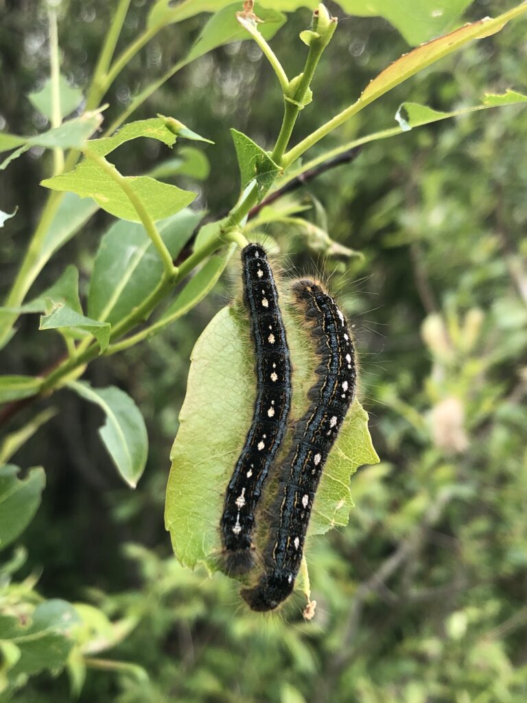 Forest Tent Caterpillar