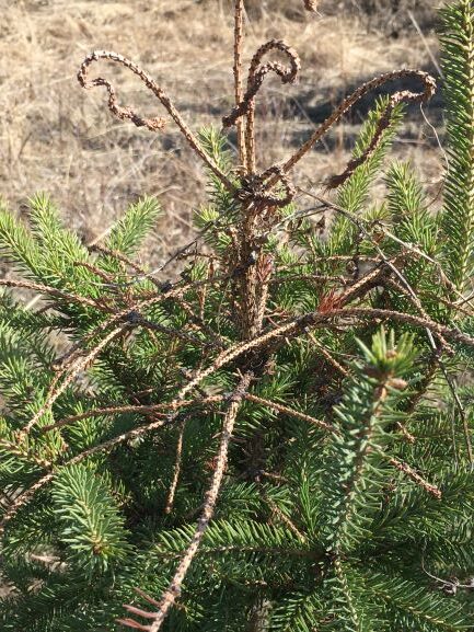 white pine weevil damage on young spruce tree